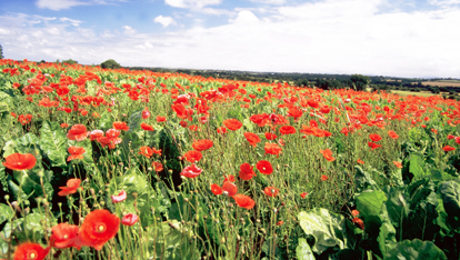 Poppy field, County Carlow