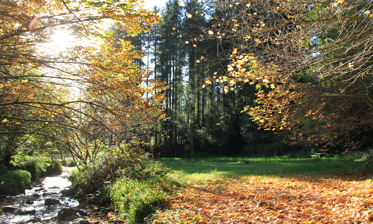 County Laois Ireland