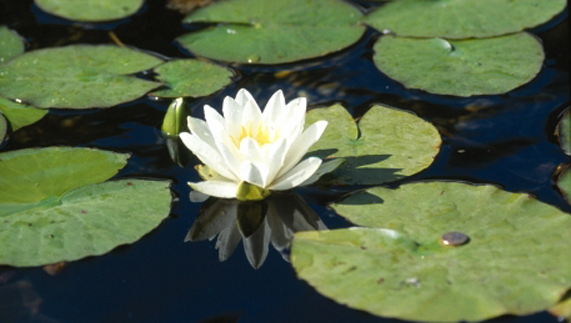 The perfect lily