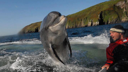 Fungie, el delfín más famoso de Irlanda, Buceo-Irlanda (1)