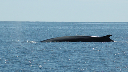 A fin whale sounding provided by <a href="http://www.whalewatchwestcork.com/" >Whale Watch West Cork</a> 