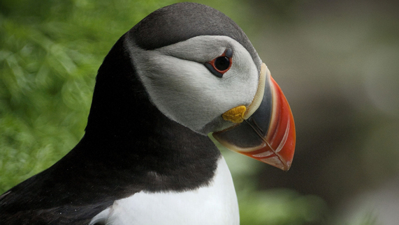 A puffin on the Cliffs of Moher