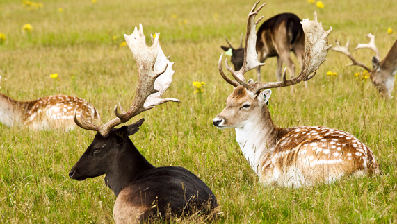 Image result for deer  in ireland