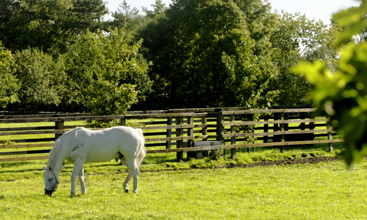 Horse breeding in history the story of Ireland’s thoroughbreds