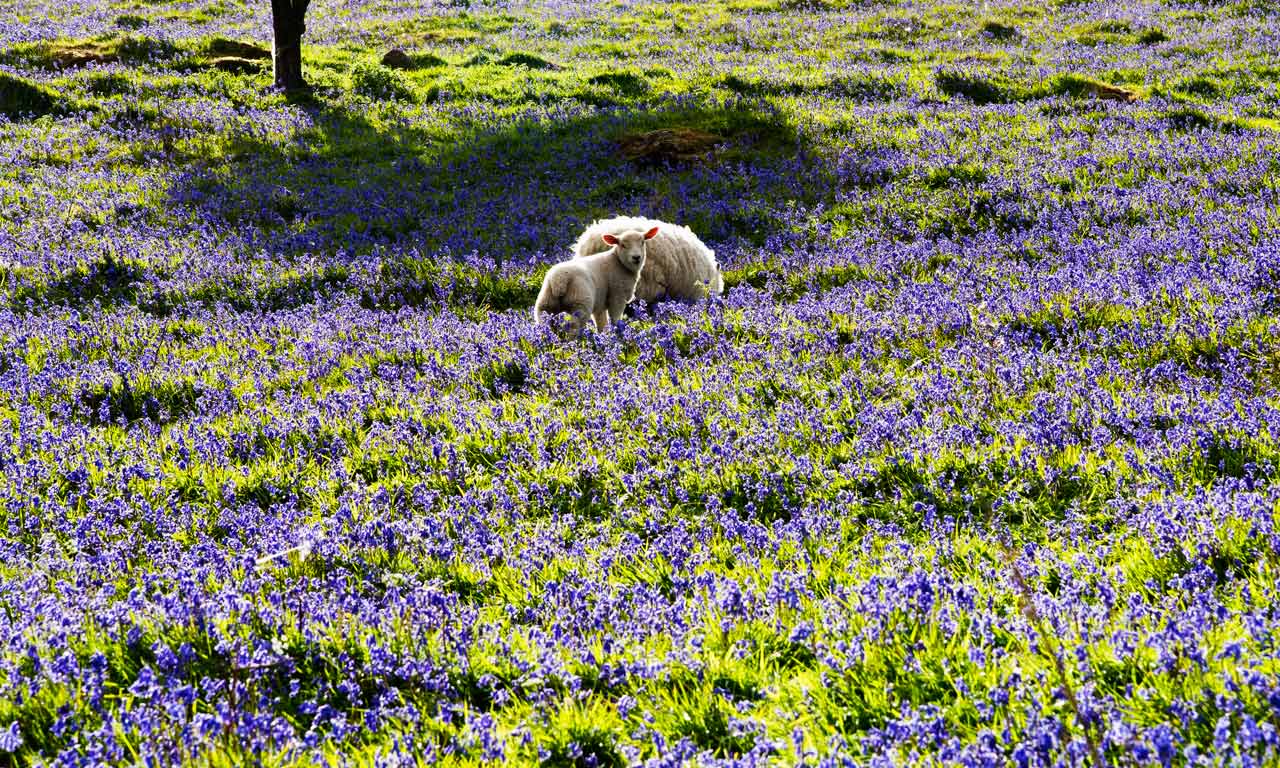 Ireland’s 5 top things to do in spring